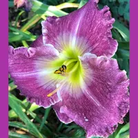 HUMMINGBIRD TEARS thumbnail