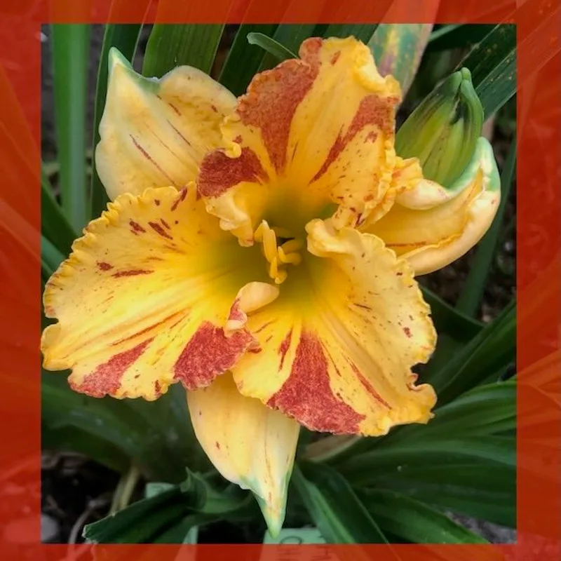 MANGO CHERRY CHAOS daylily bloom