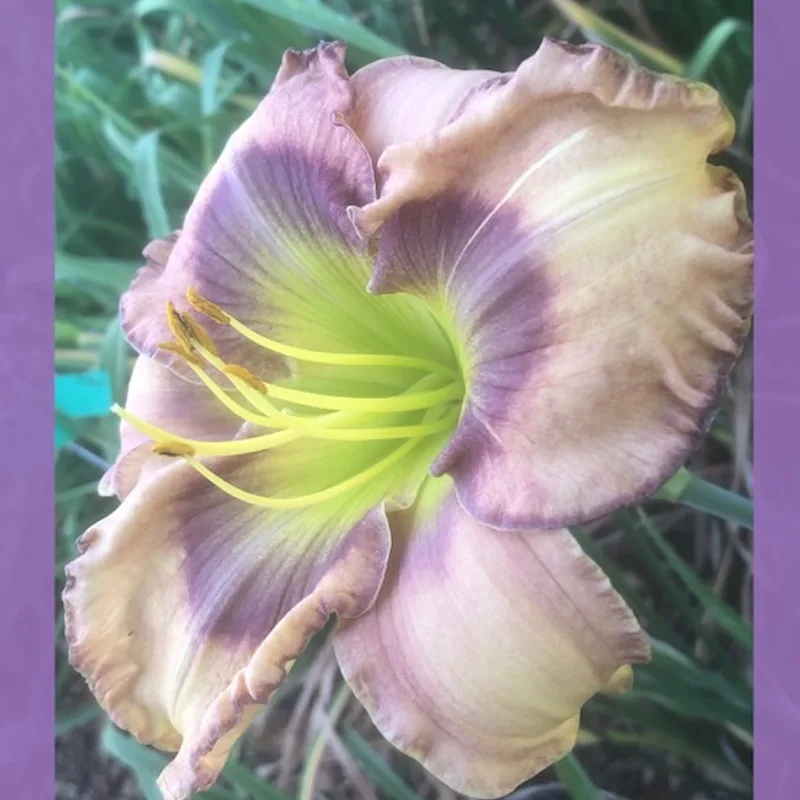 MONET'S EYE 2590 daylily bloom