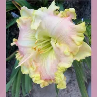 RUFFLEPUFF  thumbnail