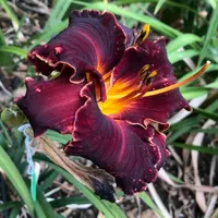 SABLE VELVET 3468 thumbnail