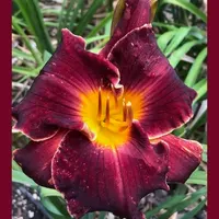 SABLE VELVET 3468 thumbnail