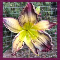 SHIFTING LIME WRINKLES 6134 thumbnail