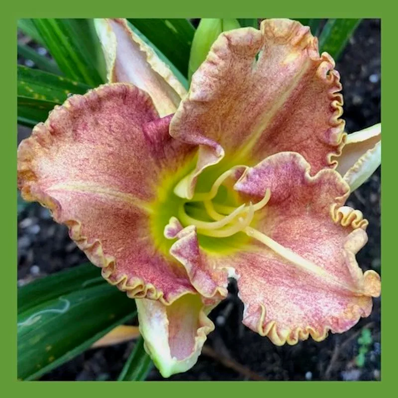 SPLASH DANCE 3309 daylily bloom