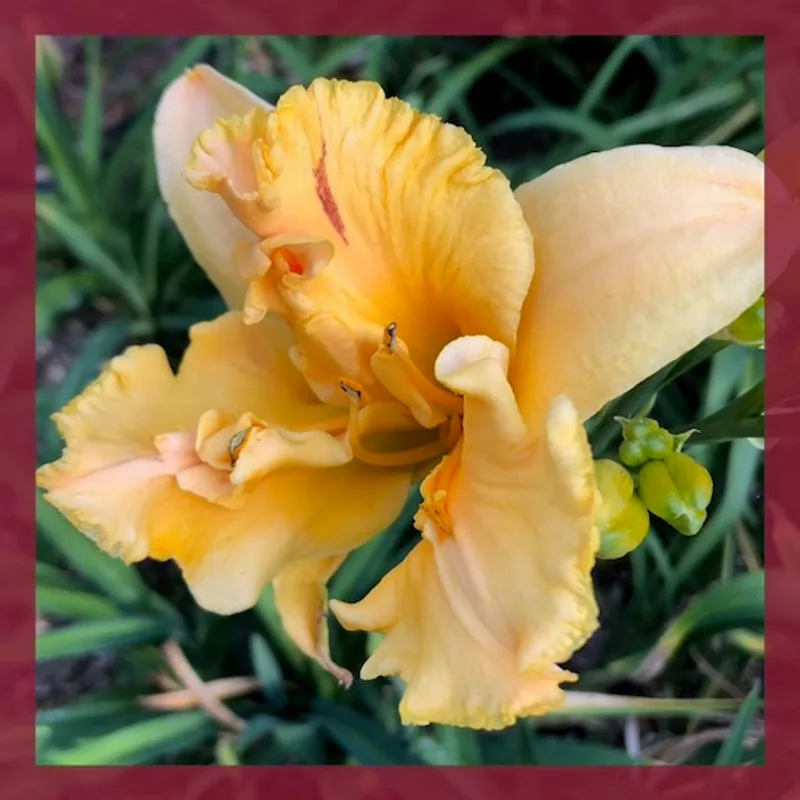 BOHEMIAN ALCHEMY daylily bloom