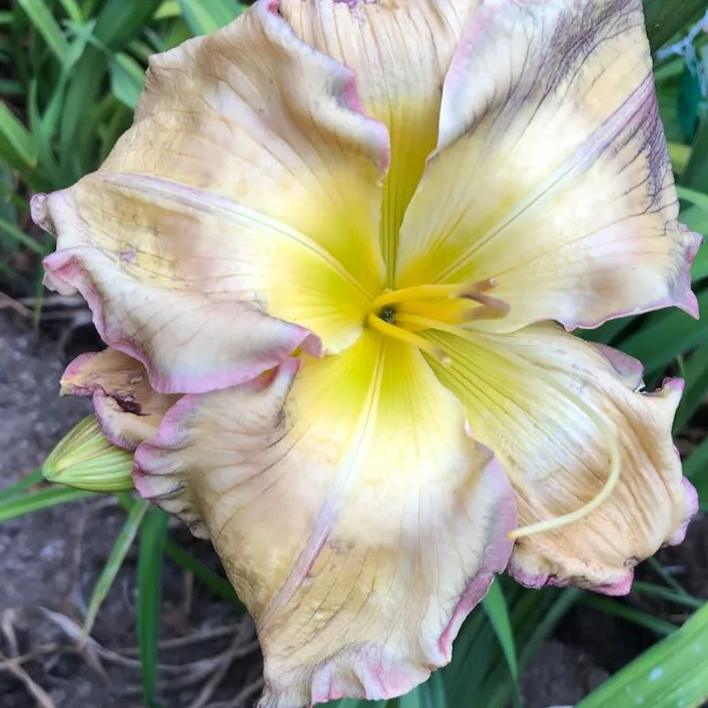 TECHNICOLOR CLOUDS daylily bloom
