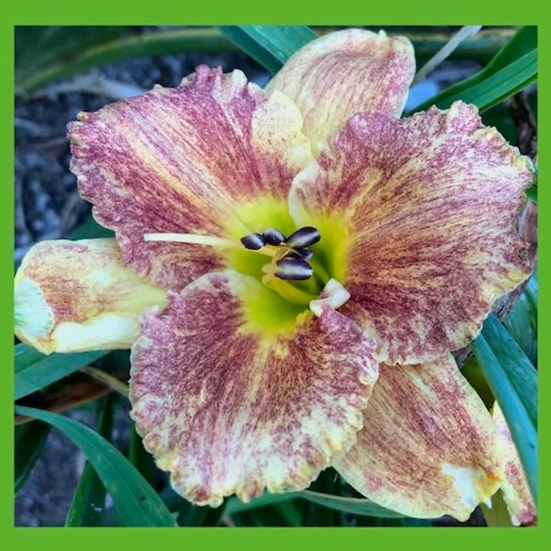 TWINKLING TUTU daylily bloom