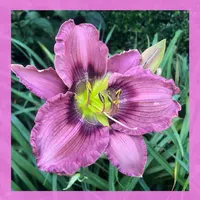 PINK VACILLATIONS thumbnail