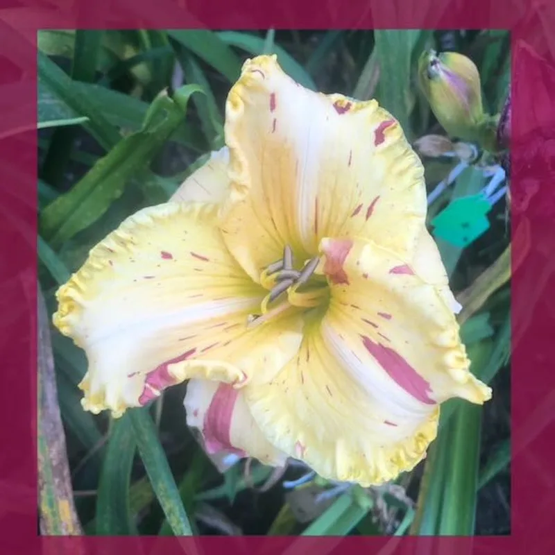VALENTINA N100 daylily bloom