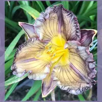 WEB OF THE SUN thumbnail