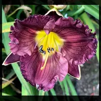 WEB OF THE SUN thumbnail