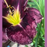 WINE WEBBING thumbnail