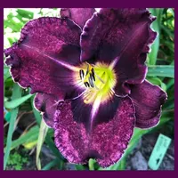 WINE WEBBING thumbnail