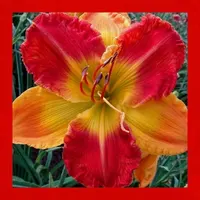 BICOLOR BONANZA thumbnail