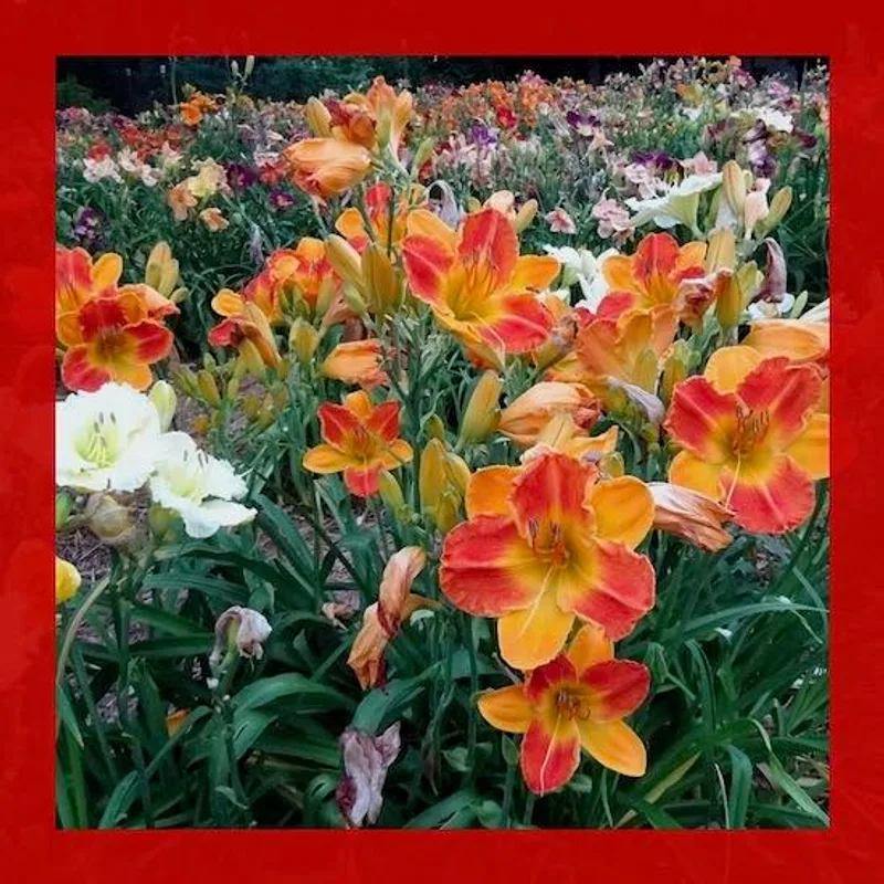 BICOLOR BONANZA from starcrossedseeds