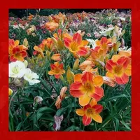 BICOLOR BONANZA thumbnail