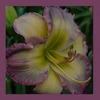 COAT OF MANY COLORS thumbnail