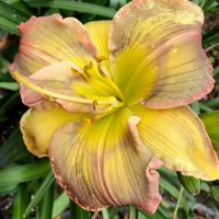 COAT OF MANY COLORS thumbnail
