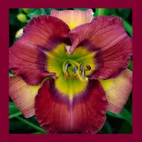 COAT OF MANY COLORS thumbnail
