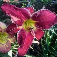 COSMOS FIREFLIES thumbnail