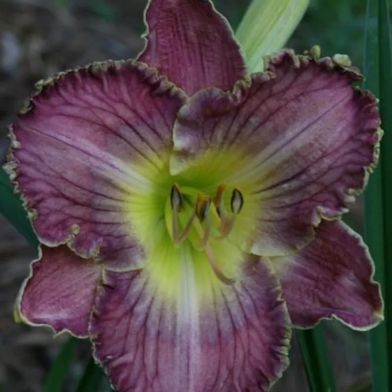 FADED DENIM daylily bloom