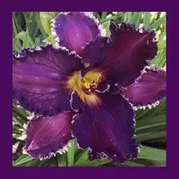 JENNIFER RAYMOND catalog image
