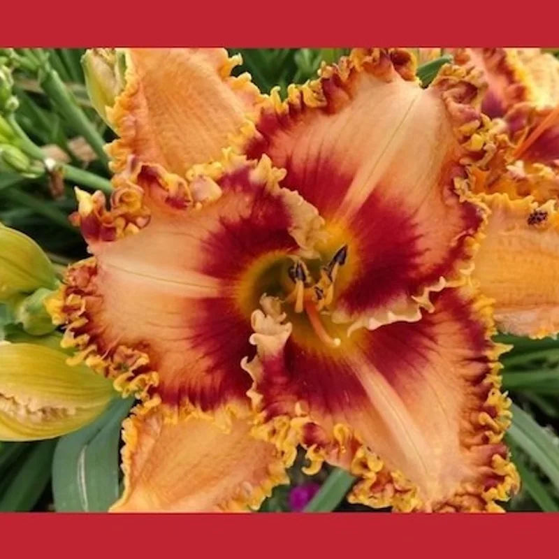 MATTHEW LEITCH daylily bloom
