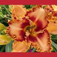 MATTHEW LEITCH catalog image