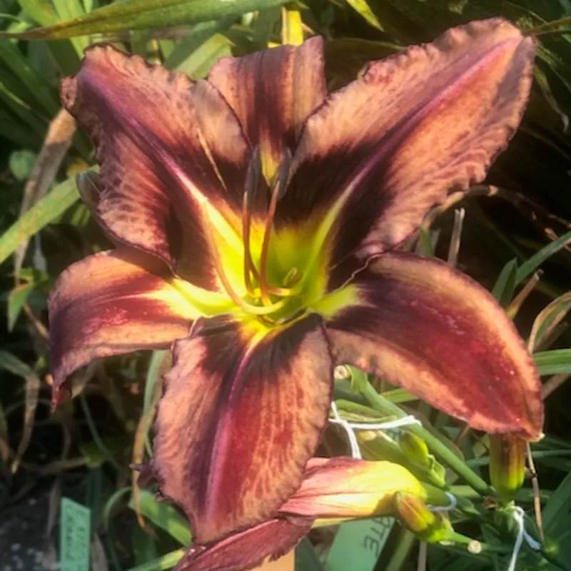 SABLE PERFECTION from starcrossedseeds