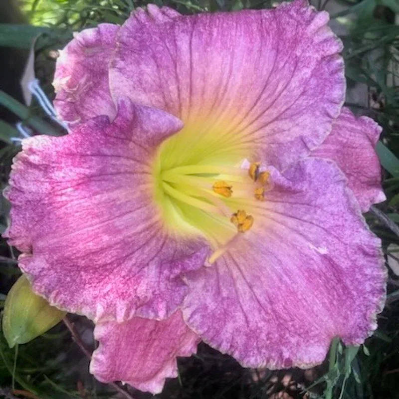 SANDS THROUGH THE HOURGLASS from starcrossedseeds