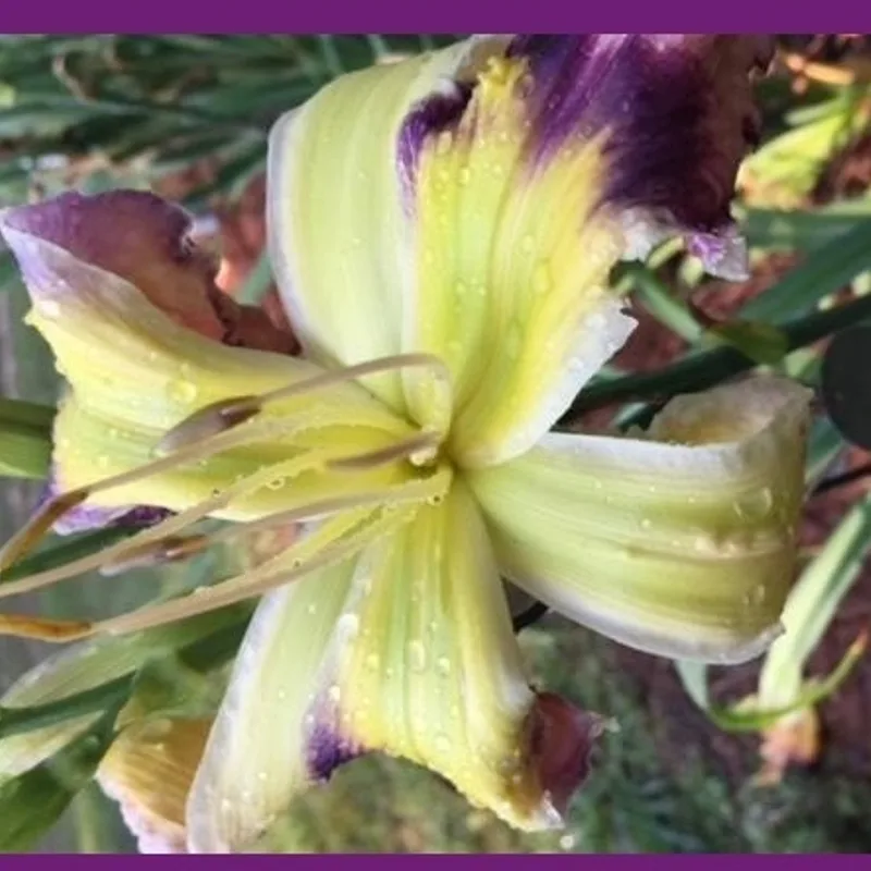 SHELTER OF YOUR WINGS from starcrossedseeds