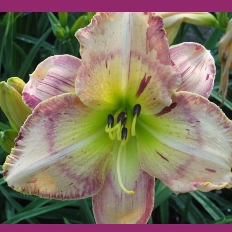 STONE PALACE SPARKLER from starcrossedseeds