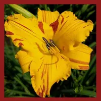 STRIPED ACTION catalog image