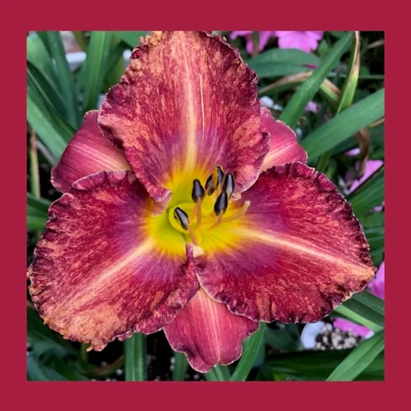 FILAGREE FIRE 7942 daylily bloom
