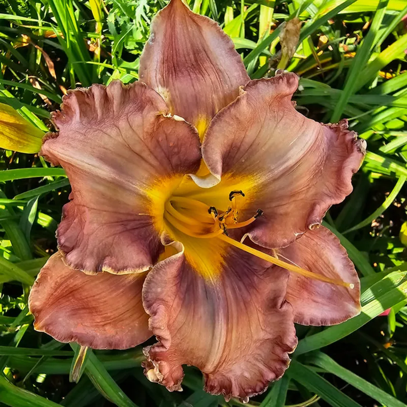 CHOCOLATE BLISS daylily bloom