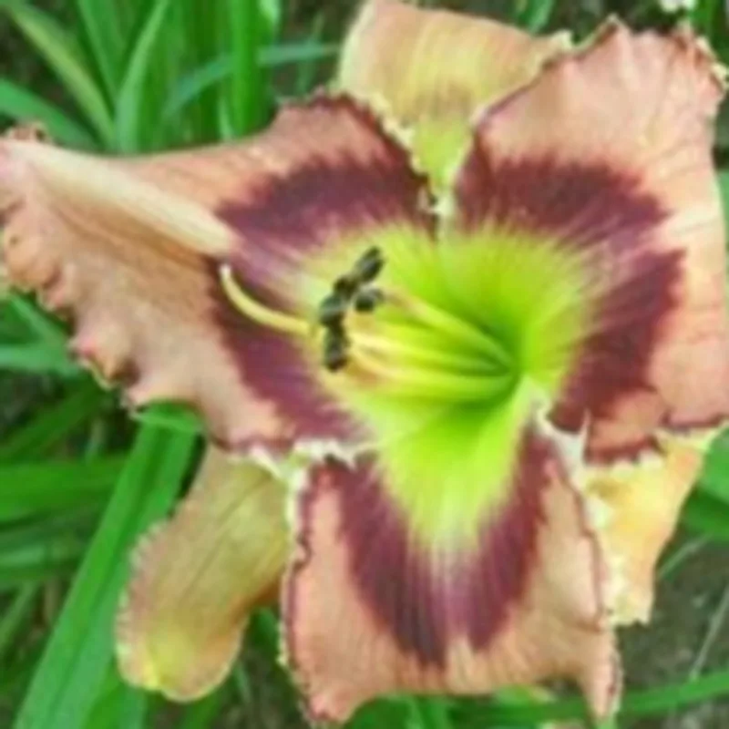 50 SHADES OF BROWN from starcrossedseeds