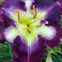 PURPLE VORTEX catalog image