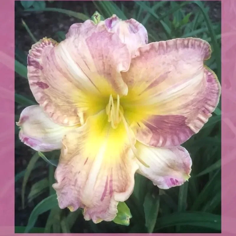 starcrossedseeds garden image