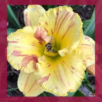 starcrossedseeds thumbnail