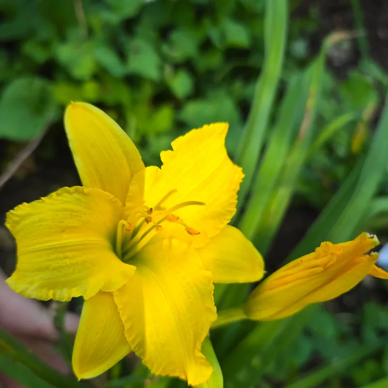 867-53 Oh Nine from PlantFancyGardens, LLC