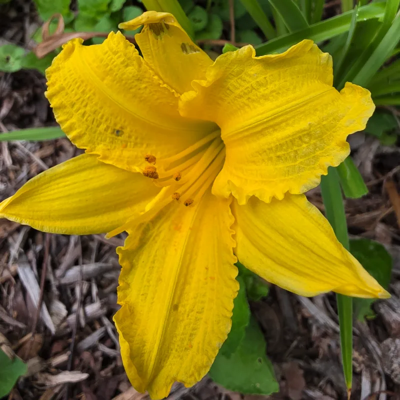 867-53 Oh Nine from PlantFancyGardens, LLC