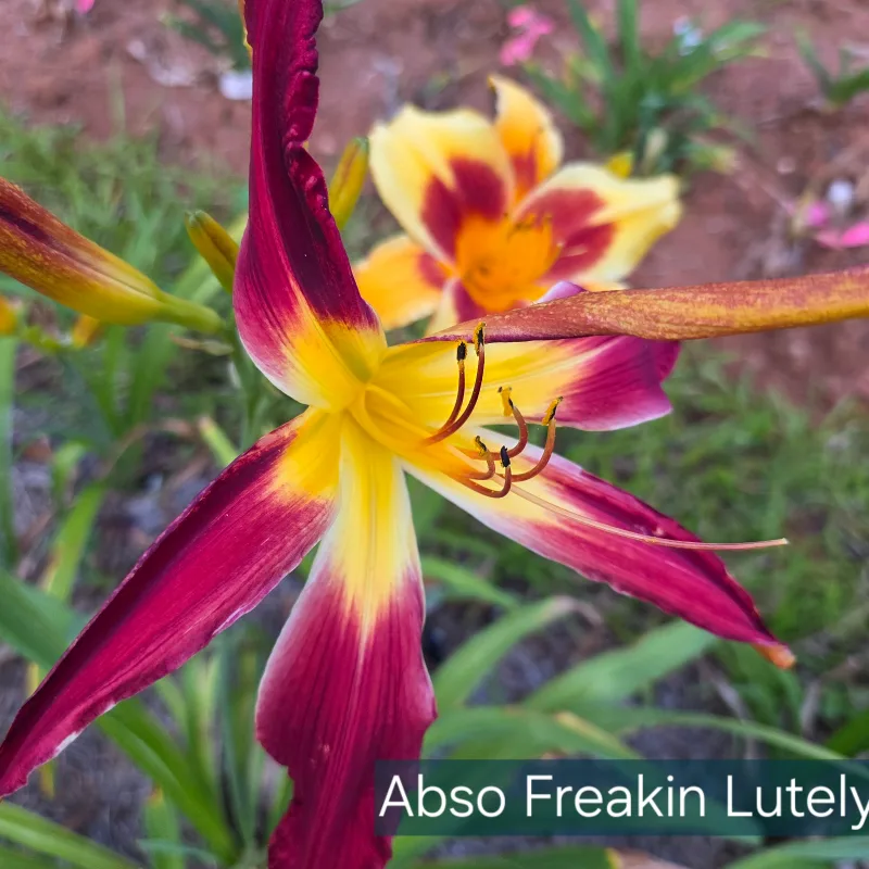 Abso Freakin Lutely from PlantFancyGardens, LLC