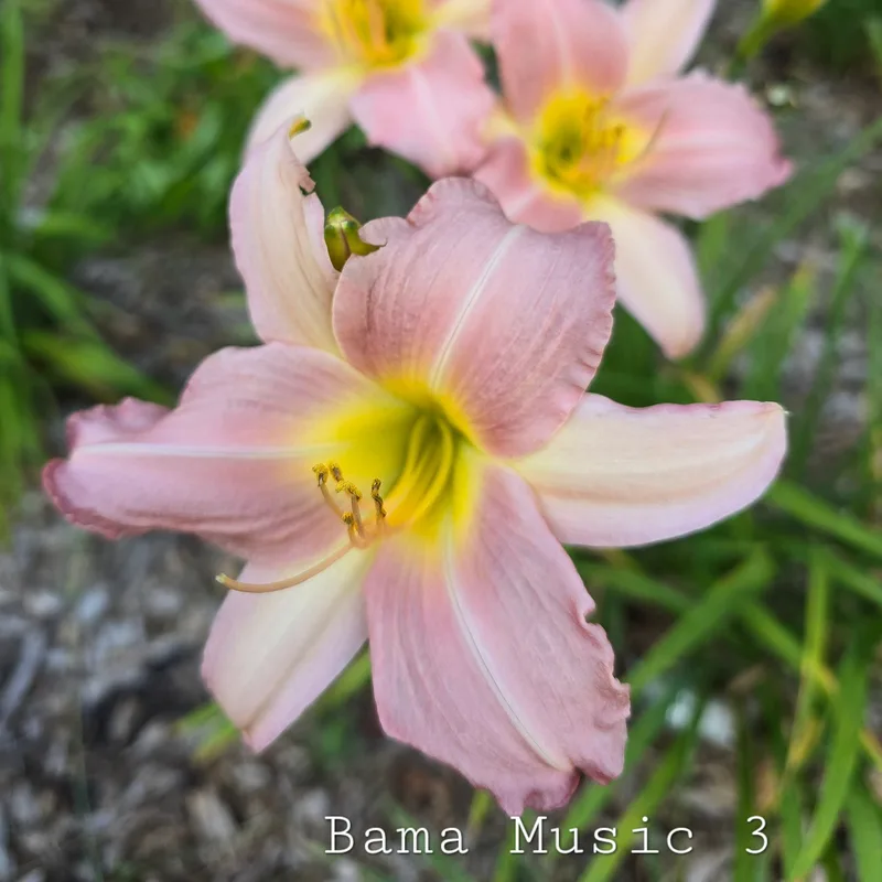Bama Music from PlantFancyGardens, LLC