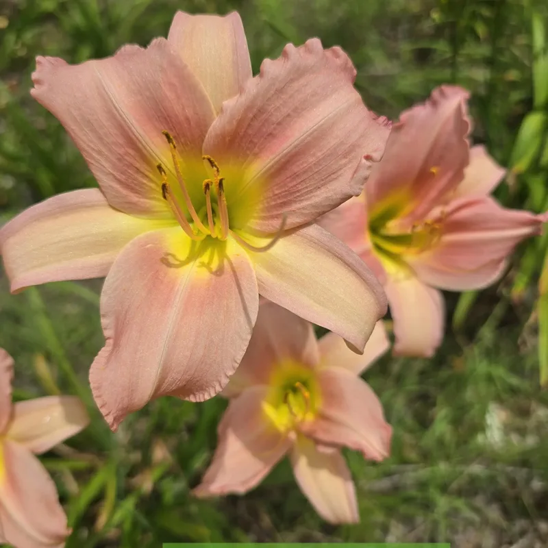 Bama Music from PlantFancyGardens, LLC