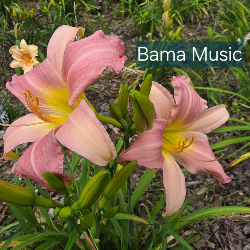 Bama Music