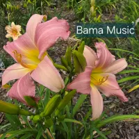 Bama Music thumbnail