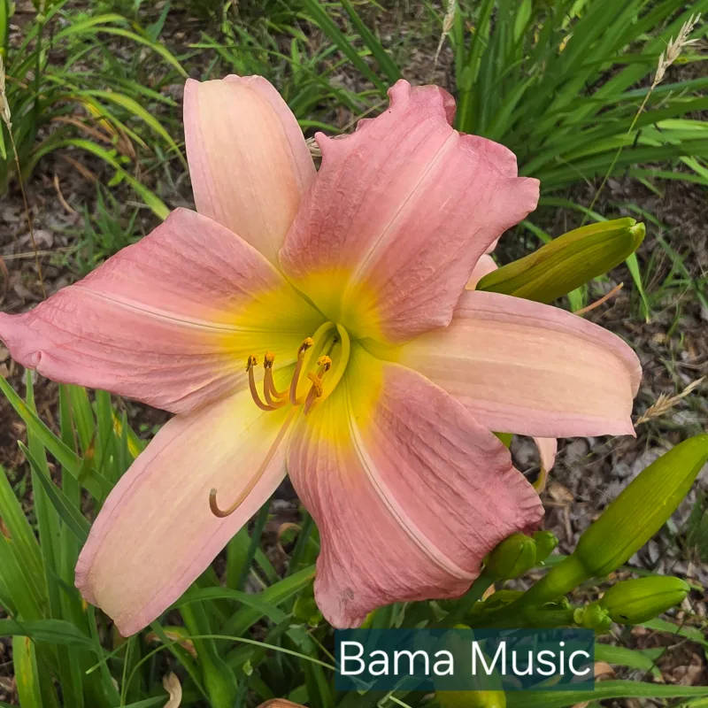 Bama Music from PlantFancyGardens, LLC