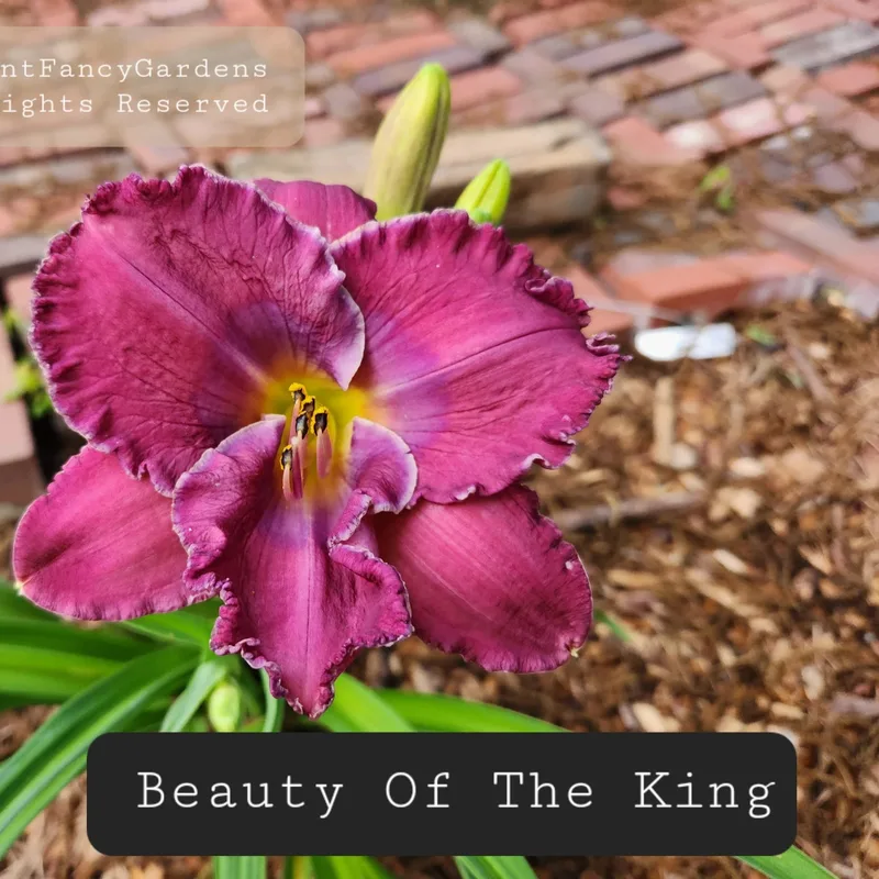 Beauty of the King