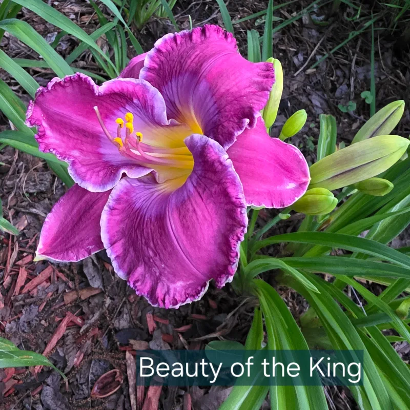 Beauty of the King from PlantFancyGardens, LLC