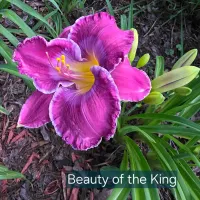 Beauty of the King thumbnail